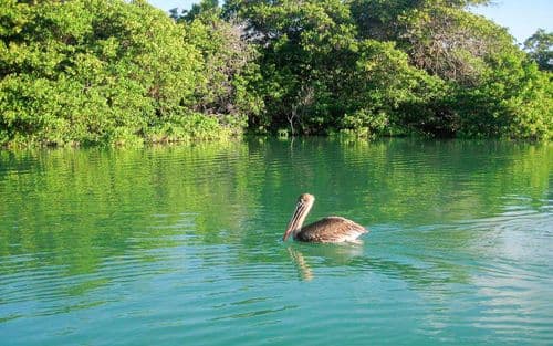 Black Turtle Cove