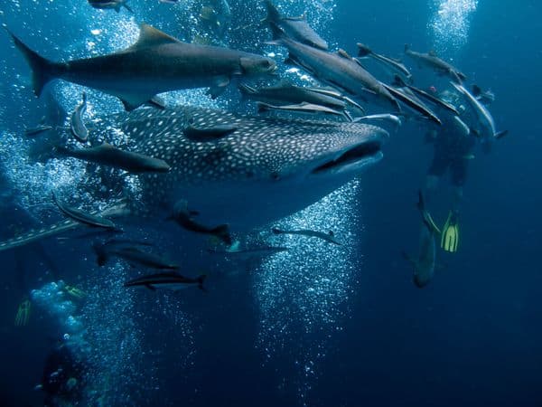 Shark Bay