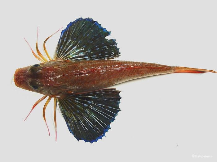 Galapagos Sea Robin