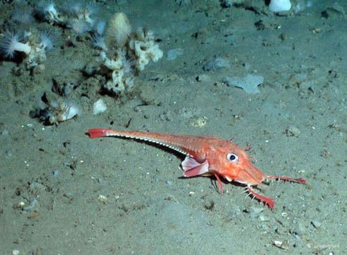 Galapagos Sea Robin