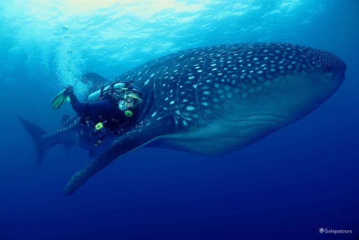 Whale Shark