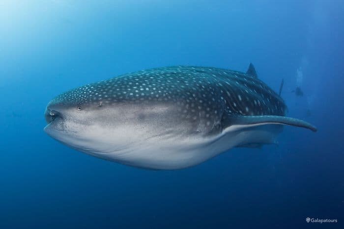 Whale Shark