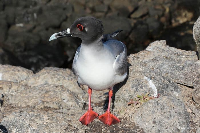 Swallow-Tailed Gull