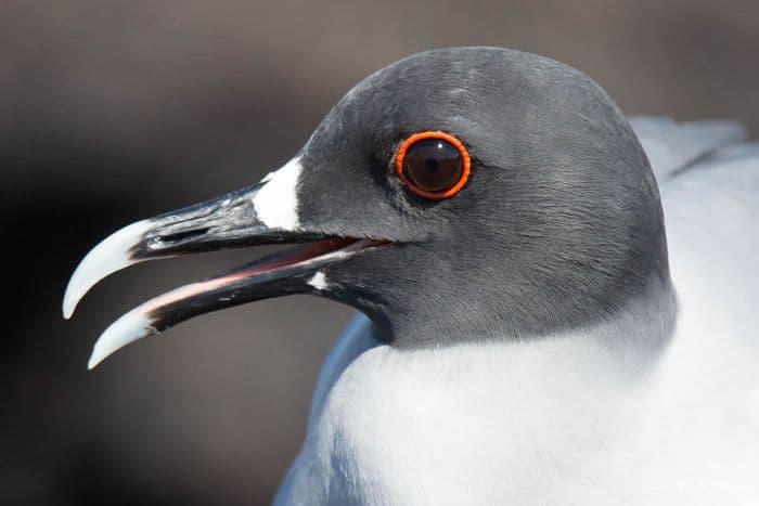 Swallow-Tailed Gull