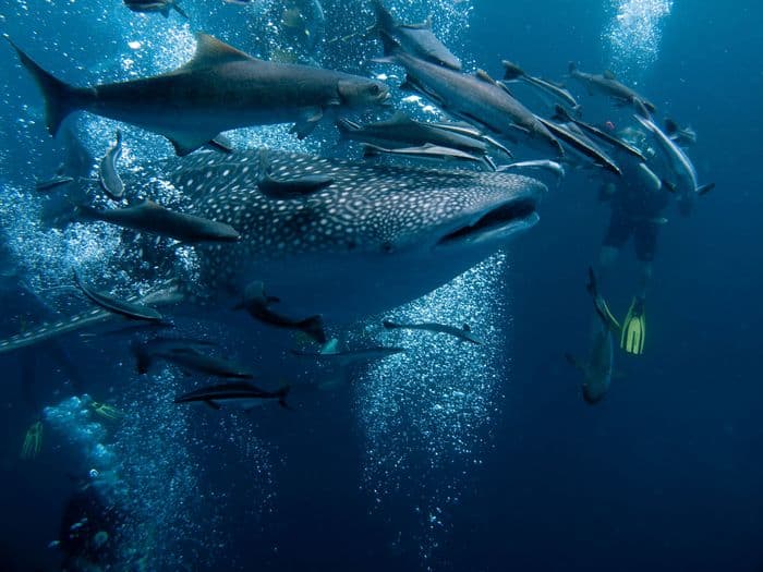 Shark Bay