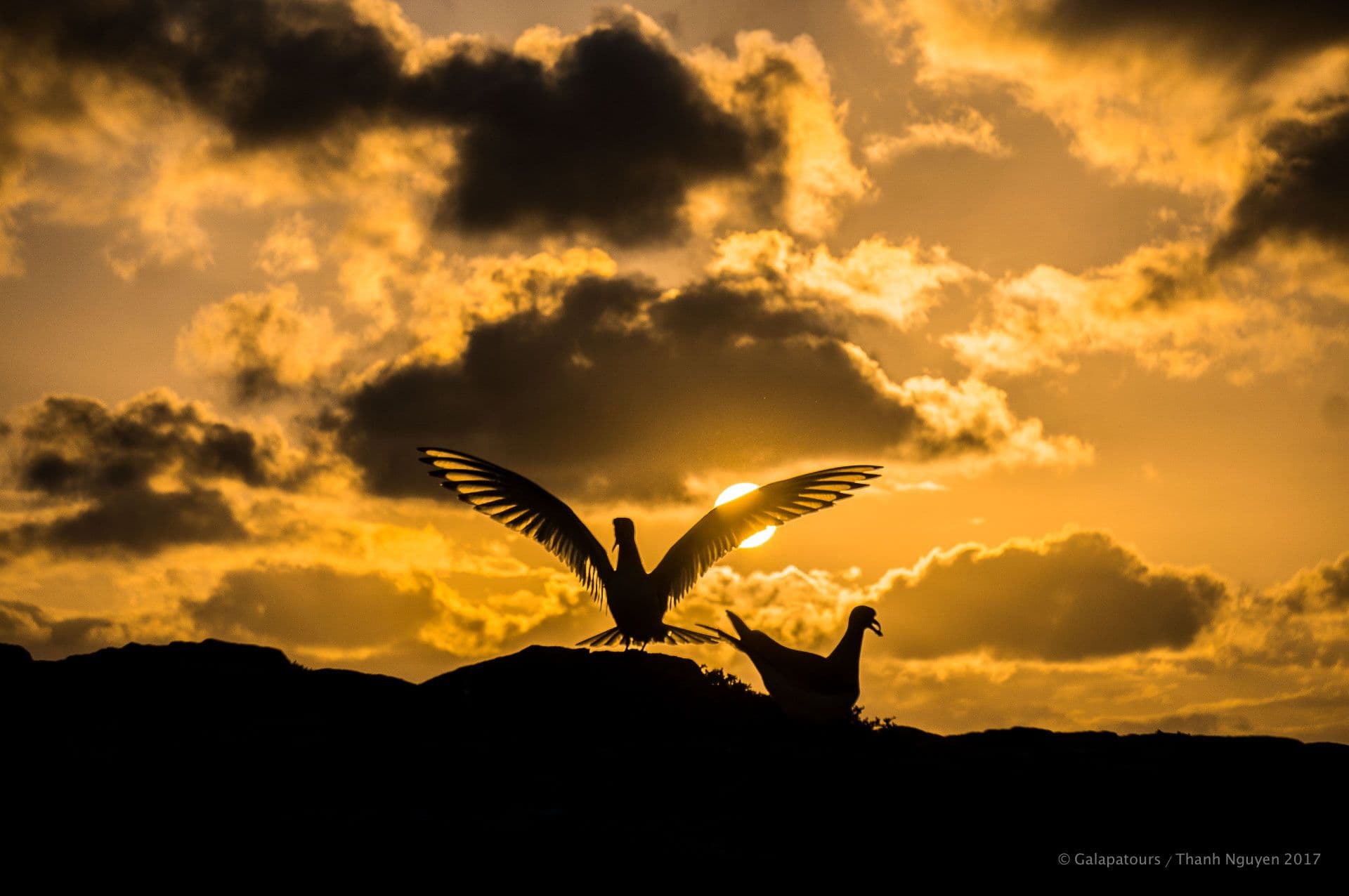 South Plaza - la pinta yacht galapagos cruise - gal0104