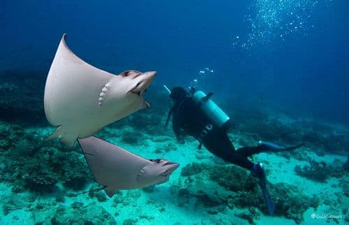 Humboldt Explorer Galapagos Diving Cruise