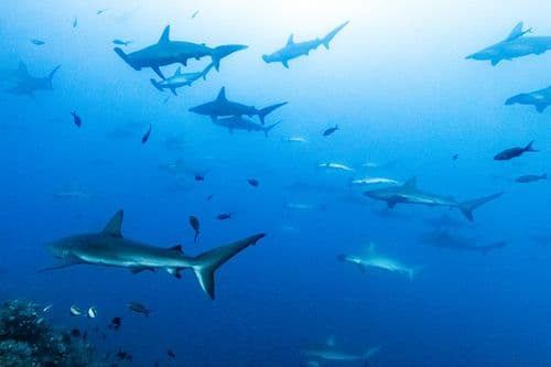Shark Bay Diving Galapagos