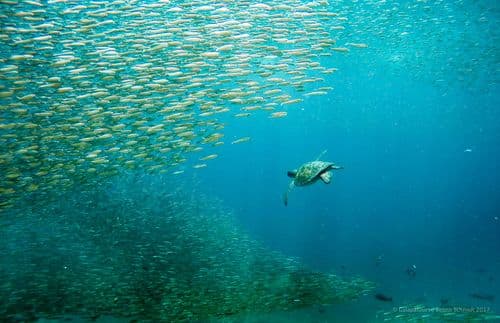 Isabela Urbina bay -  samba galapagos cruise - gal0052