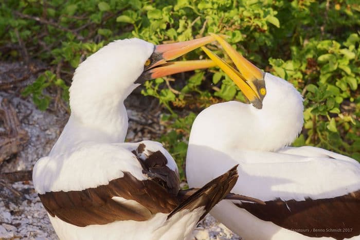 Nazca Booby