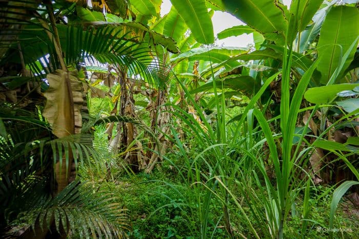 Puerto Ayora - Magic Swing in the Highlands - seaman journey - gal0176